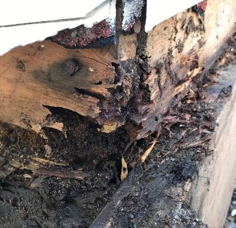 shots of actual termite damage and wood rot.