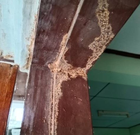 Close up of Termites