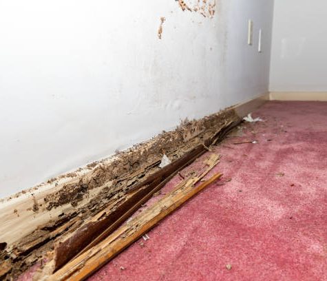 Termite and water damage to baseboard of house