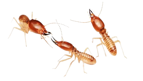 termite-on-isolated-whited-background-260nw-1376591786-removebg-preview