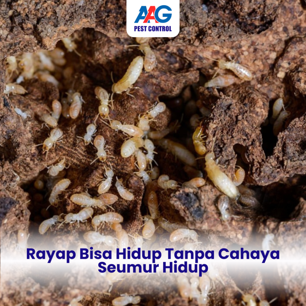 Rayap bisa hidup